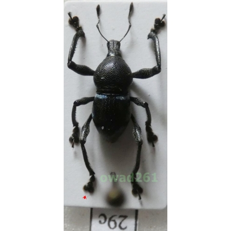 Metapocyrtus sp. Heller, 1912 female Philippines29c
